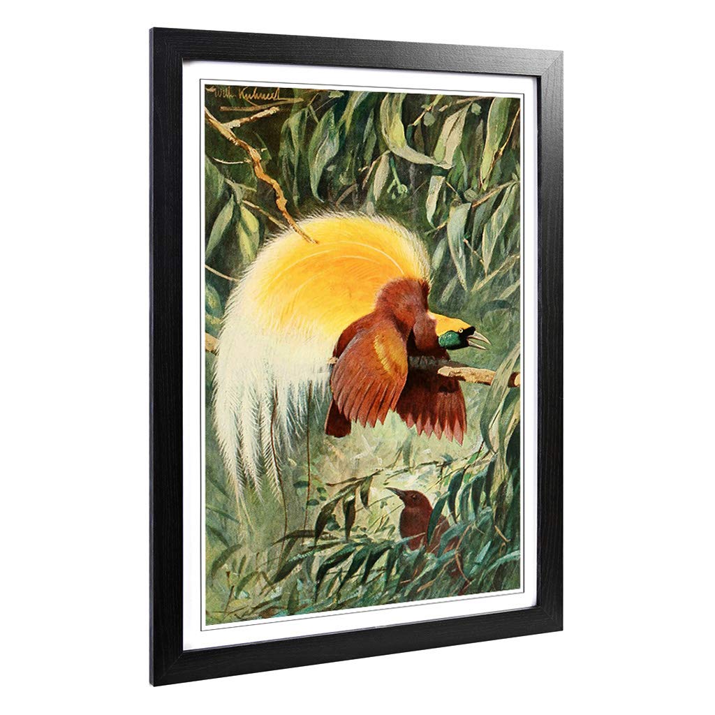 Big Box Art Framed Print of Vintage W Kuhnert Bird of Paradise 1 Design | Wall Art Picture | Home Decor for Kitchen, Living Room, Bedroom, Hallway, Black, A2 / 24.5x18 Inch / 62x45cm