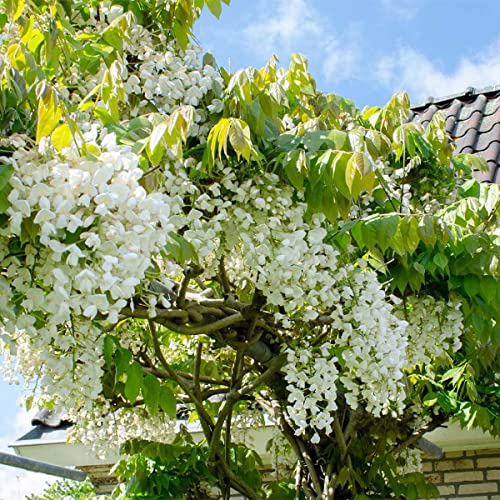Kletterpflanze Weiße Blüten Die 15 besten Produkte im Vergleich www
