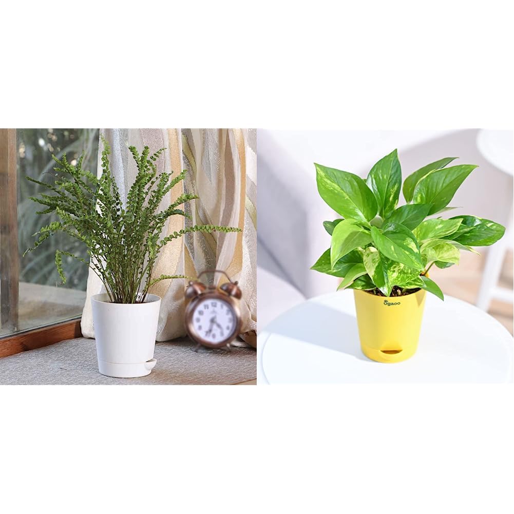 Ugaoo Fern Button with Self Watering Pot (B07QYTHRHC) Amazon Price History, Amazon Price Tracker