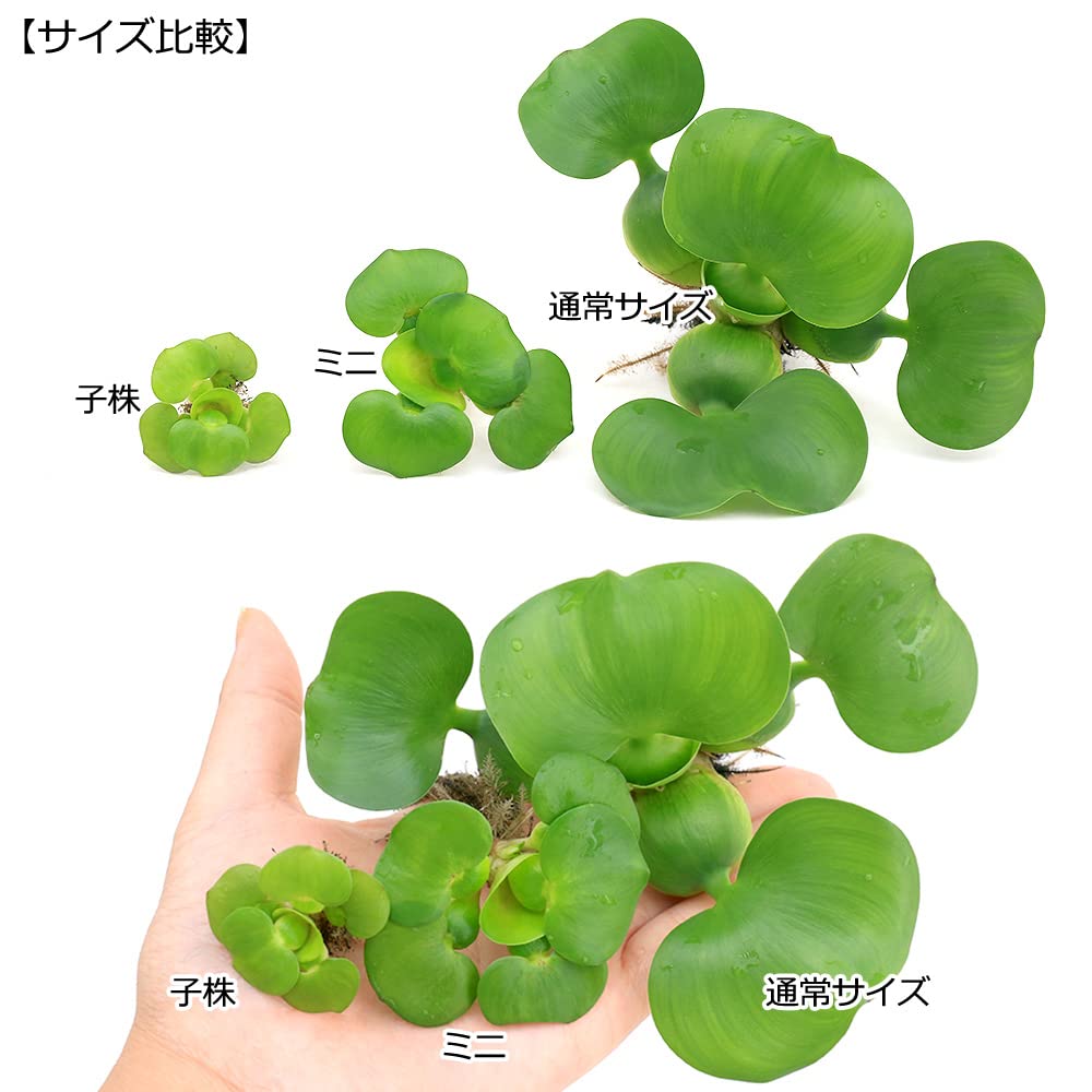 Amazon.co.jp: （水草）ミニホテイ草 子株（無農薬）（3株）金魚