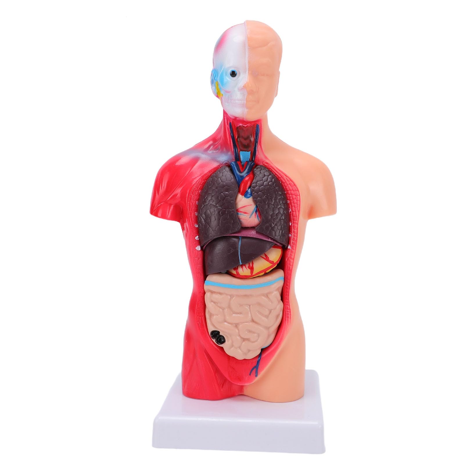 Generic Modelo Interactivo de órgano del Cuerpo Humano con Colores Vibrantes, Juguete Atractivo para Estudiantes de Secundaria y Primaria, Material de PVC