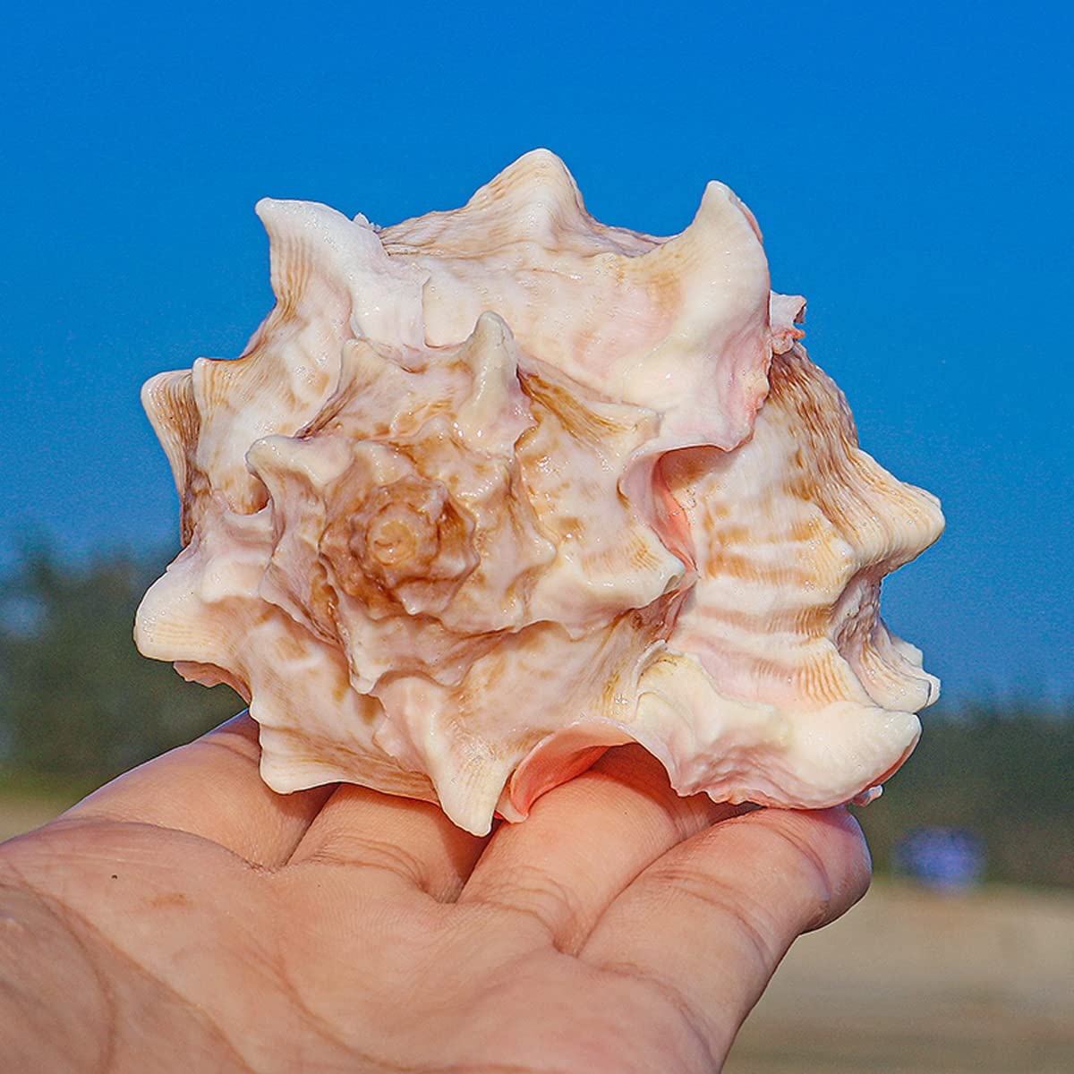 Muszle | Muszle 8-9 cm na wesele, imprezę na plaży, wystrój domu, rękodzieło DIY