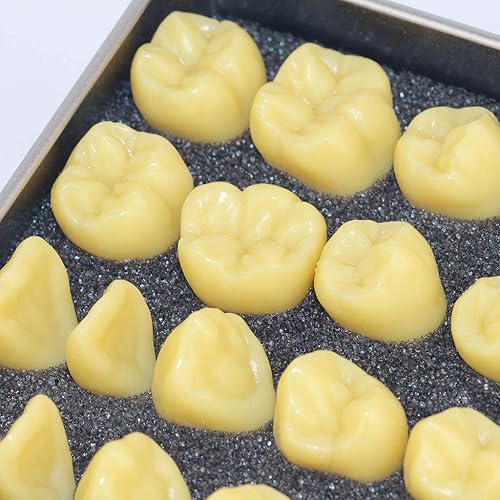 Modelo anatómico de dientes humanos - Modelo de enseñanza de dientes de talla estándar oral para adultos - Zoom en 2 veces modelo de dientes