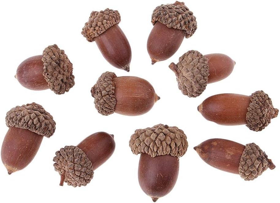 ATORSE® 10 Pieces Rustic Natural Acorns Dried Table Decorations for Accents Home Christmas Party Decoration Ornaments DIY Floral Arts Crafts