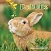 Rabbit Calendar - 2017 Wall Calendars - Calendar 2016 - Wildlife Calendar - Monthly Wall Calendar by Magnum