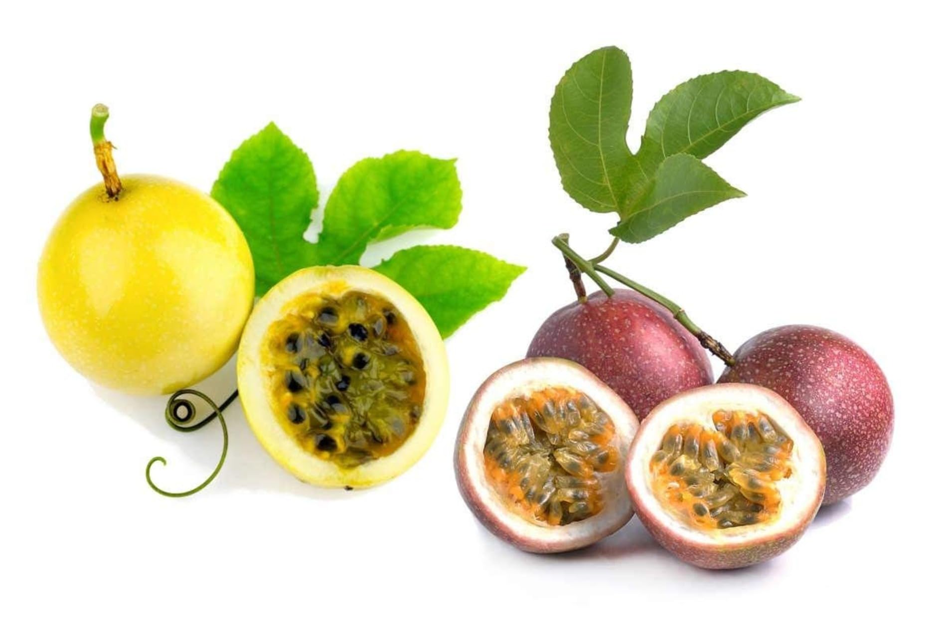 Aiden Gardens Fruit Live Plants Combo- High Delicious Dwarf Red & Yellow Passion Fruit Plants 1 Each (2 Live Plants)-image-1