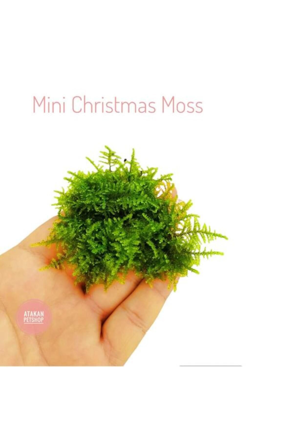Mini Christmas Moss Cup Canlı Bitki