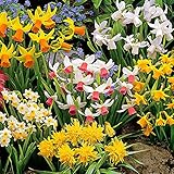 OSTERGLOCKEN - Die Blüten haben viel zu bieten! Die Narzissen versehen Ihren Garten, Balkon, oder Ihre Terrasse mit einer Fülle von schönen Blumen. Die Narzissen wecken die Lust auf Ostern!