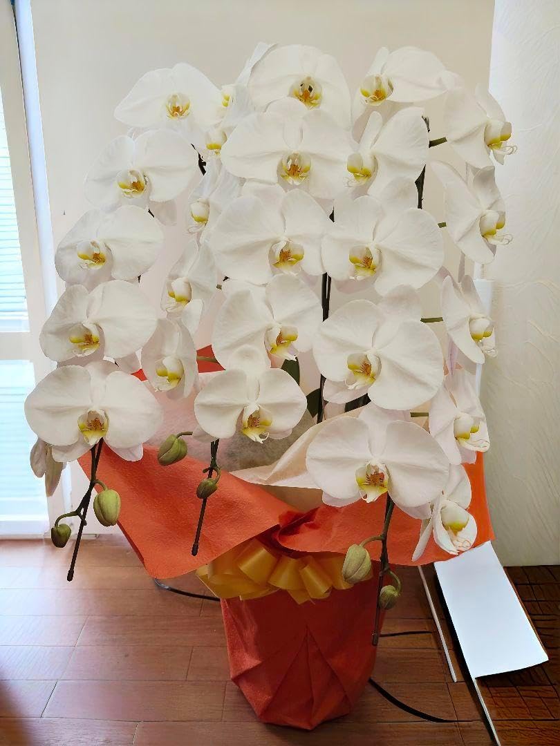 胡蝶蘭 生花 白 3本立ち 36輪 高さ85cm 生花 3本立ち 胡蝶蘭 生花 白 3本立ち 36輪 高さ85cm 生花 3本立ち