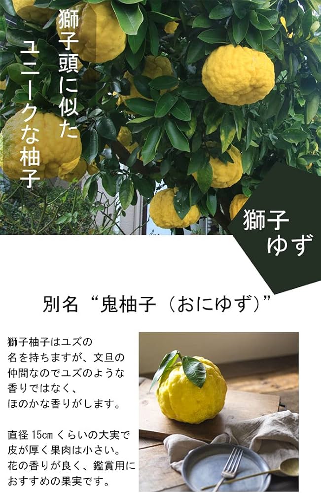 Amazon.co.jp: ゆず 苗木 獅子ゆず 接木 柑橘苗 15cmポット : DIY