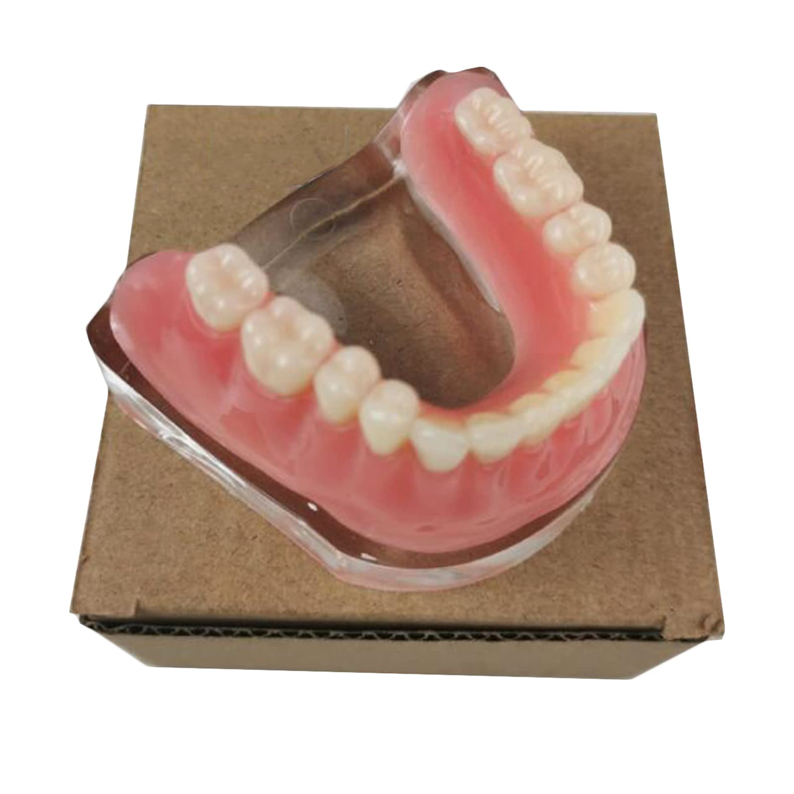Model demonstracyjny zębów, wyjmowany implant, analiza, model odbudowy zębów do nauczania zębów lub pielęgnacji jamy ustnej