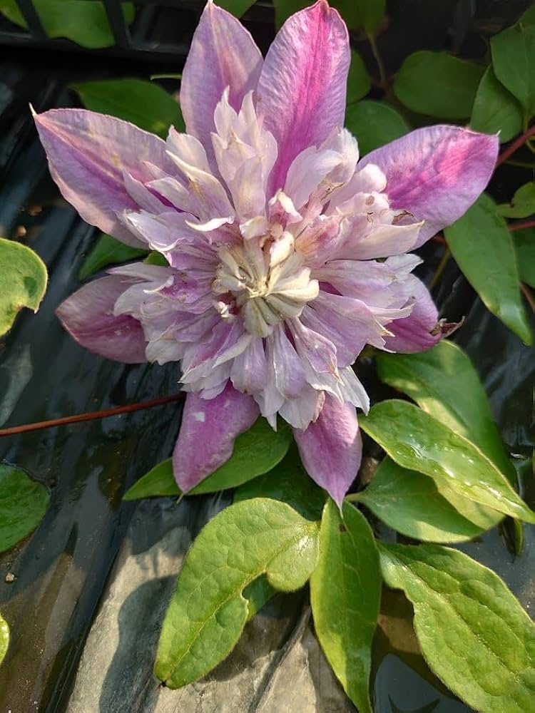 ジョンポール２　２年生　クレマチス ジョンポール2 2年生 クレマチス