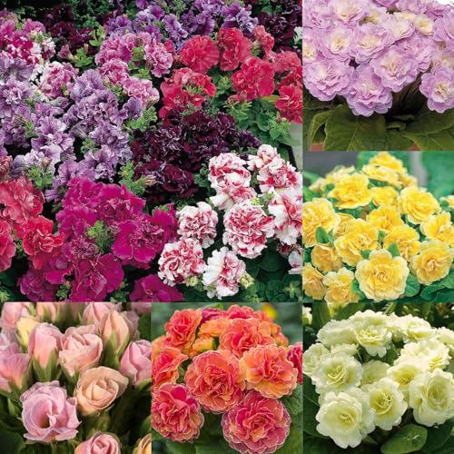 Mixrug 302 Mixed Perennial Primrose Seeds for Planting-Fragrant Double Primula Auricula Seeds-Primula Malacoides Early Blooming Flower Seed for Gardens & Outdoor Containers