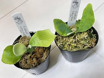 うさこ様☆おまとめ☆ 　ウィンターグリーン　レモングラス　CBDボディバーム Amazon.co.jp: 2株セット willinckii Yellow Moonイエロームーン