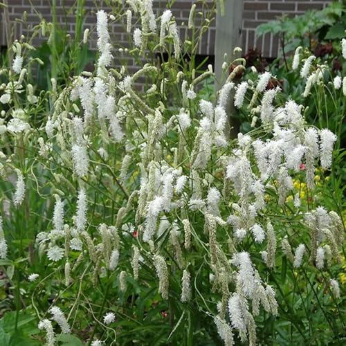 semillas de la planta ranúnculo de pradera Semillas orgánicas, semillas de flores silvestres perennes resistentes, sanguisorba officinalis, semillas de plantas, plantas para lugares 200pcs