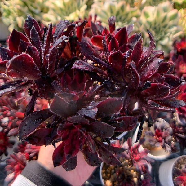 17 #多肉植物アエオニウム錦❤️ ブラックスワン ❤️1大頭 10cm拨き苗 Amazon.co.jp: 農園直売 多肉植物 寄せ植え アエオニウム ブラック