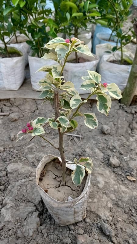 Dr.roy Variety bougain villa live plant for home gardening Pack of 1 | SL18