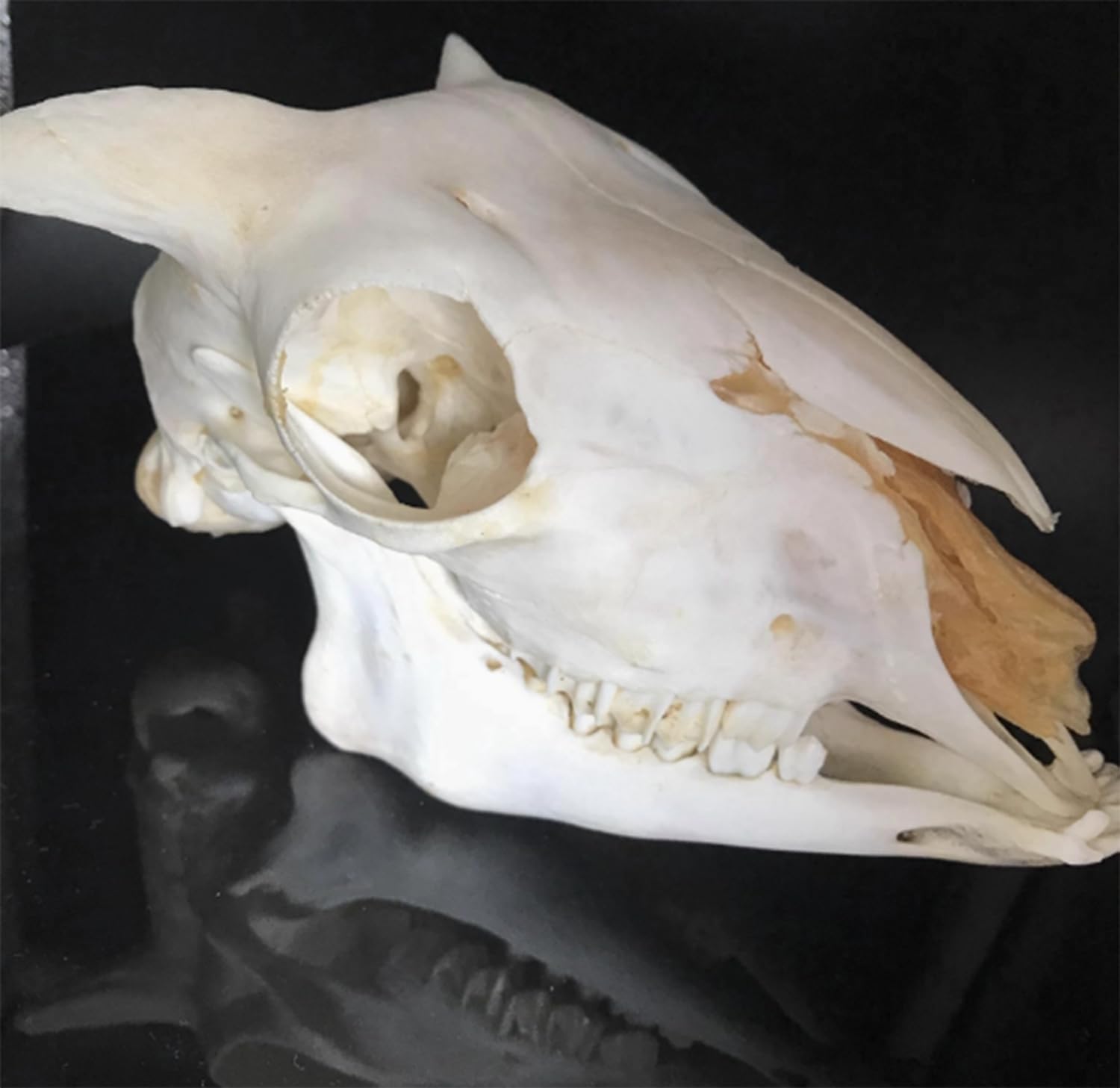 羊の頭蓋骨モデル、骨格標本羊の頭蓋骨レプリカ高シミュレーション動物の頭蓋骨モデル、実物大羊の頭蓋骨ヘッドモデルアート骨獣医医学獣医学