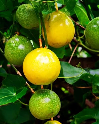 Miniatura 5 de 400 semillas de flores de maracuyá para plantar