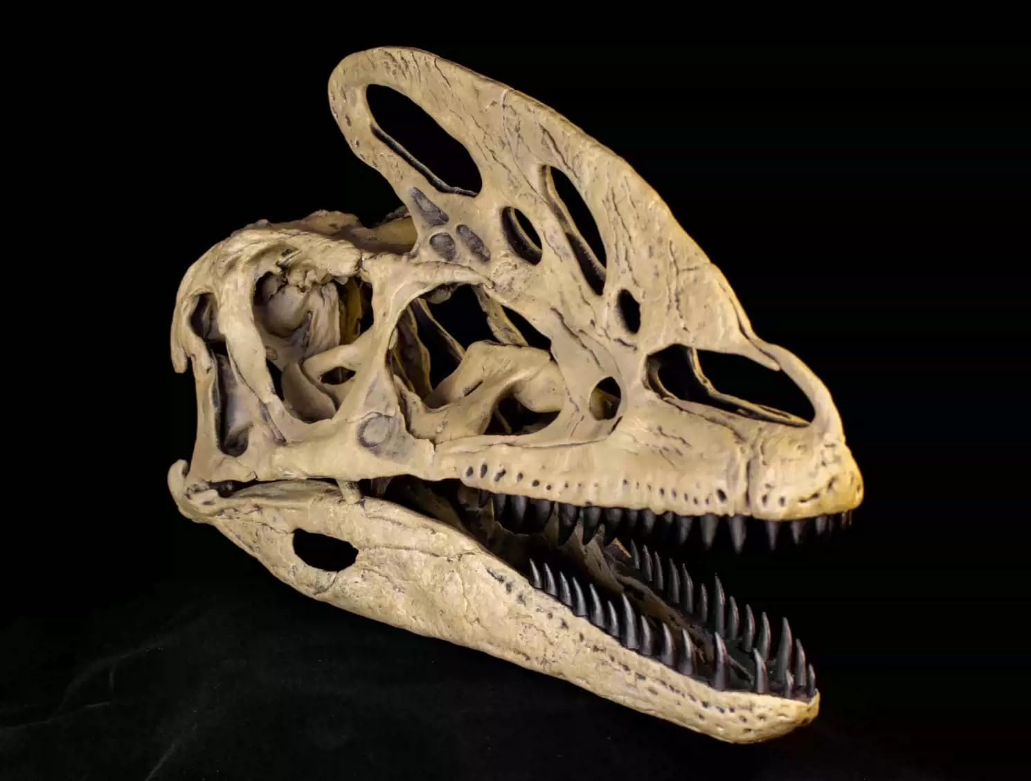 VWUVWU 1:1 Scale Guanlong wucaii Skull Figure Tyrannosaurs Realistic Skeleton Animal GK Decor Resin Model Gift for Adult