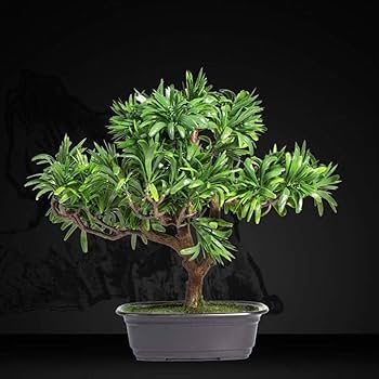 現品　エムの木　エバーフレッシュ　5番　古木　盆栽風　曲がり　特大　インテリア カッコ良過ぎるエバーフレッシュ！ 曲がりを目立たせる盆栽風