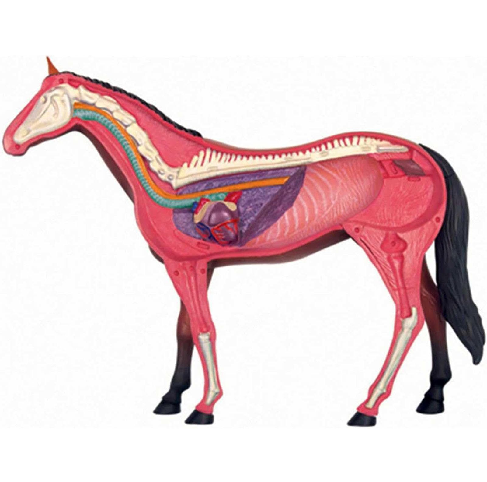 Generisch 4D Pferd Anatomie Modell - Tier Skelett Probe, abnehmbare Biologie, 26 Teile für Pet Clinic Tierarzt AusbildungSchule Lehre