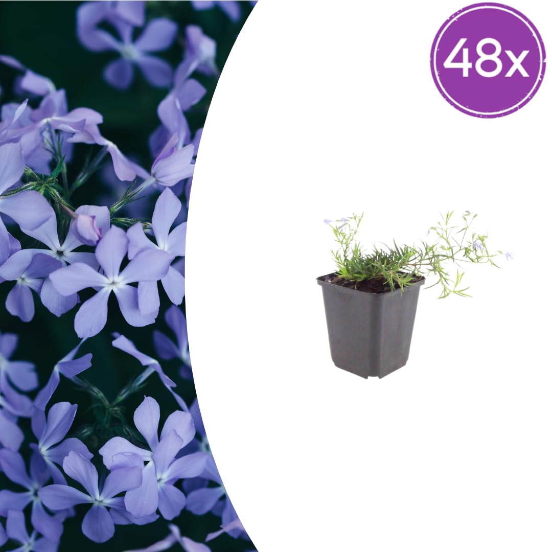 Phlox Subulata con Foglie Sempreverdi, Giardino Roccioso, Blu, Set da 48