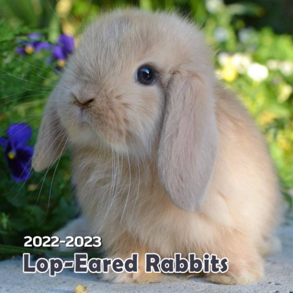 Buy LopEared Rabbits 2022 Lovely Bunnies Gift Idea / White Elephant