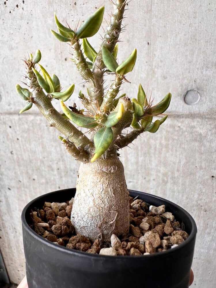 Amazon|【現品限り】パキポディウム・ビスピノーサム【H50 Amazon|【現品限り】パキポディウム・ビスピノーサム【H50