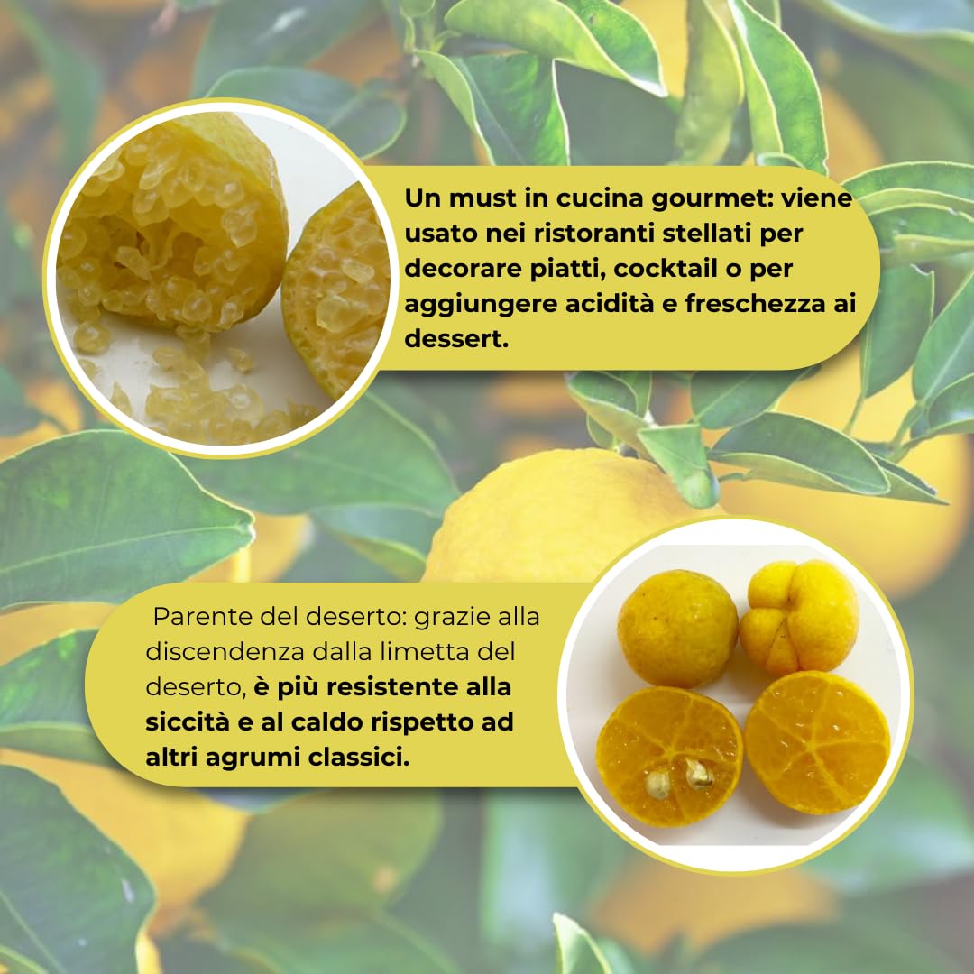 Vivaio Garden Forest - Limone Caviale Ovale – Eremorange (Citrus glauca x Citrus sinensis) – Pianta da Frutto Esotico con Polpa Verde Effetto Caviale – Agrume Raro da Collezione