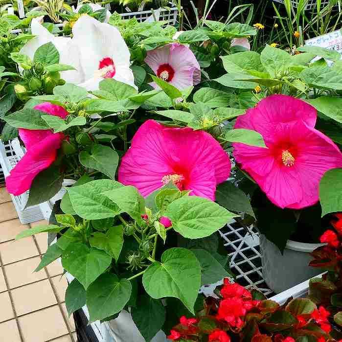 お徳な超わけありC アメリカフヨウ (草芙蓉) 大株苗 お徳な超わけありC アメリカフヨウ (草芙蓉) 大株苗 花