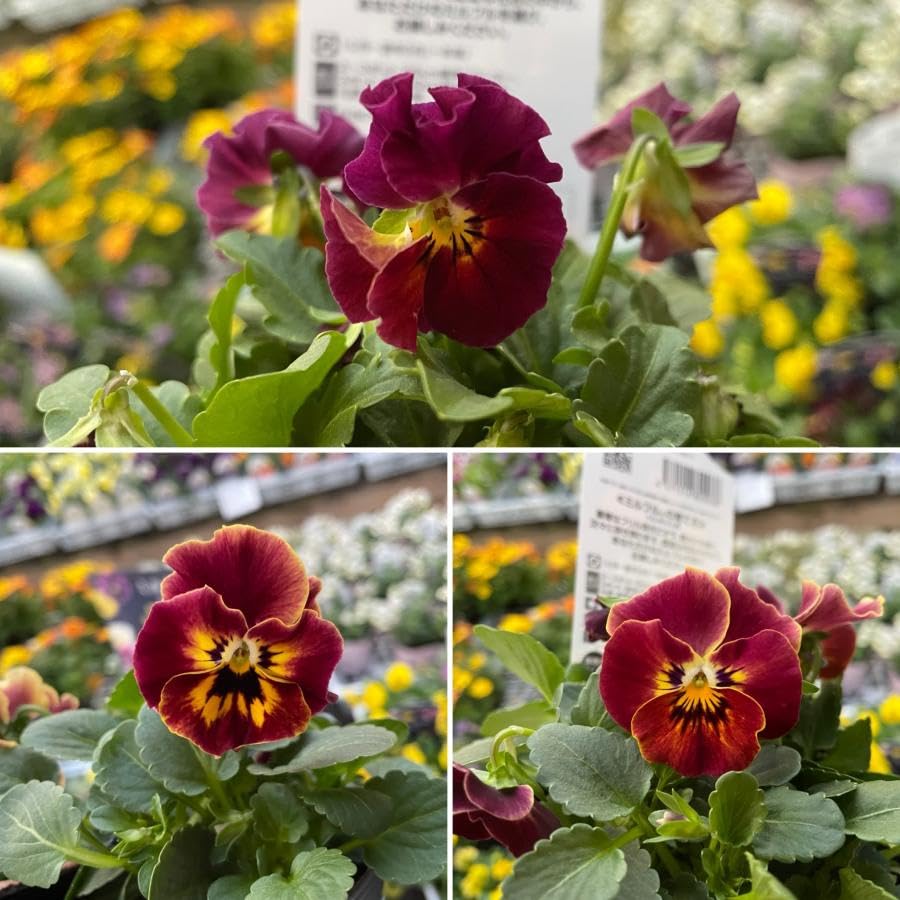 Amazon.co.jp: ミルフル アンティークフリル レッドミックス 3.5号