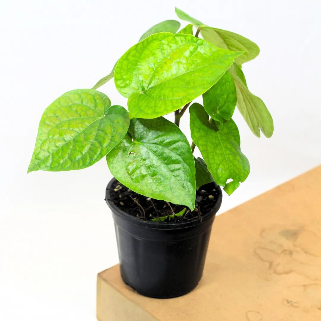 Plants Sri Sisters Combo of Kamdhenu Cow and Calf Idol with German Silver Tulsi Plant – 3x1 inch Pooja Decor Set for Home Temple, Vastu, Office Desk & Gifting-image-37