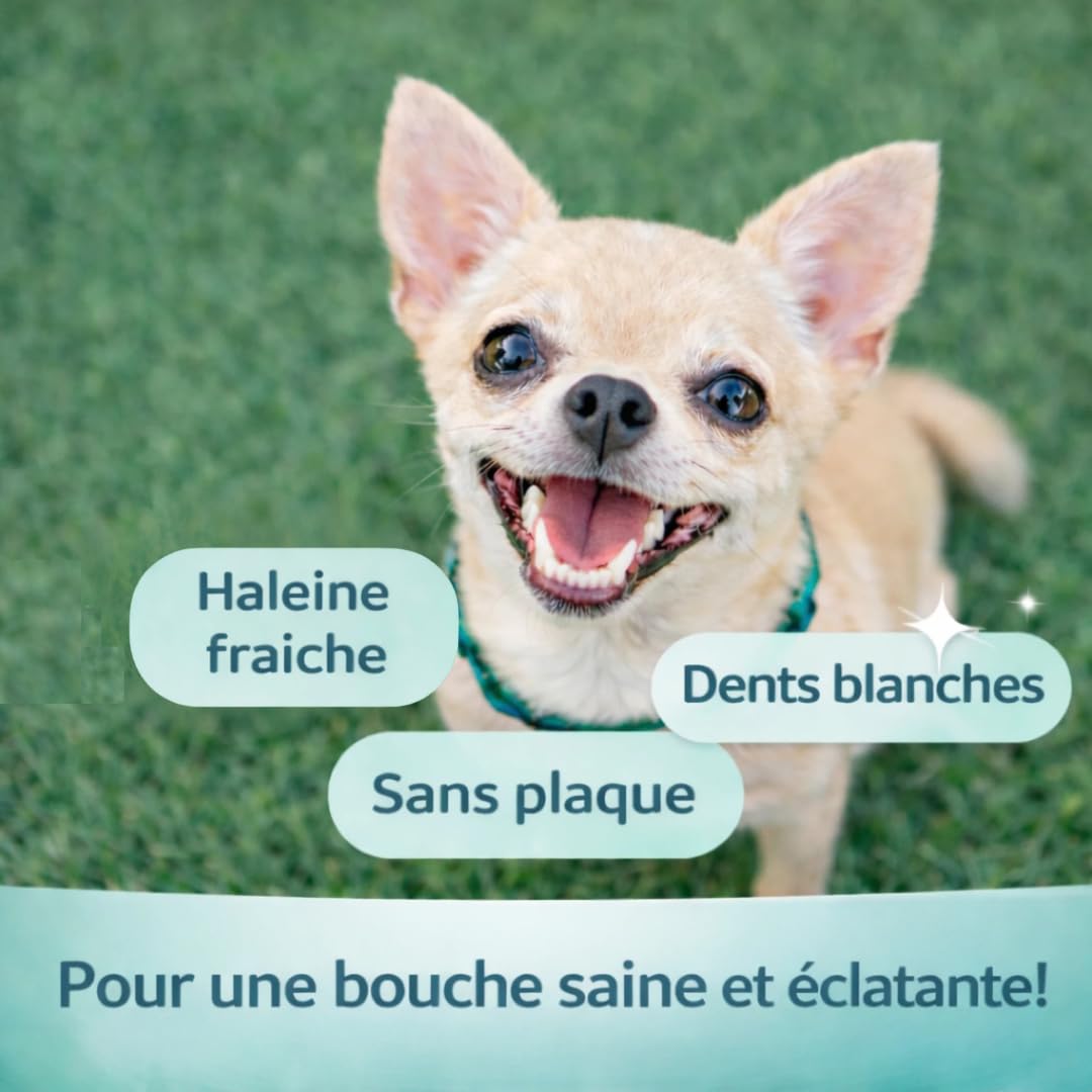 SUNFIDE - Poudre Dentaire pour Chien - Haleine Fraîche, Dents propres, Gencives Saines - Anti-tartre et Mauvaise Haleine - Anti-Plaque - Algues et Probiotiques (1 Boîte (60 Dosettes - Doseur Inclus))