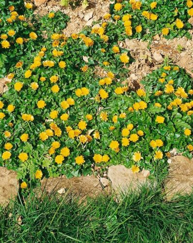 Bodendecker Gelbe Blüten Die 15 besten Produkte im Vergleich www