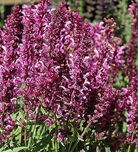 Salvia nemerosa 'Pink' 15cm Pot Size