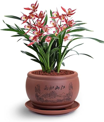 Dahlia - Macetero de barro (zisha) para suculenta con plato para drenaje