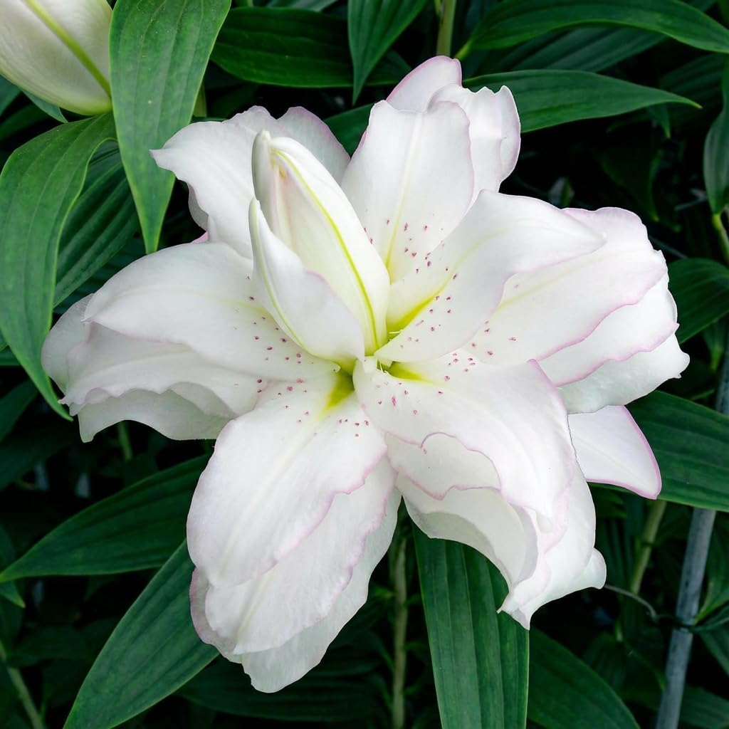 Lilien Zwiebeln Winterhart Mehrjährig - Lotus Lilien Weiß Doppelt - 10 duftende Zwiebeln - Blumenzwiebeln Mischung aus Holland für Garten und Balkon (große Knollen, kein Samen)