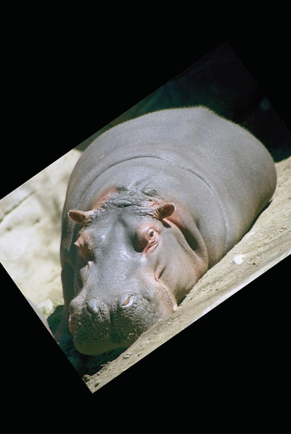 The Incredible Sexual Fantasies of a Transphobic Hippopotamus (The Story Teller series.)