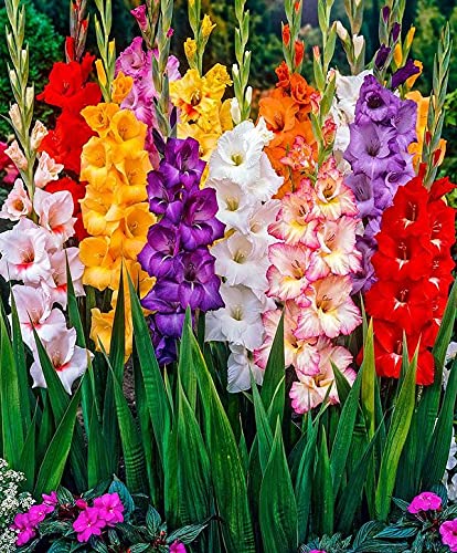 Audbhidhi Gladiolus Flower Bulbs For Home Gardening (pack of 15 bulbs) (B09FPYHNNL) Amazon Price History, Amazon Price Tracker