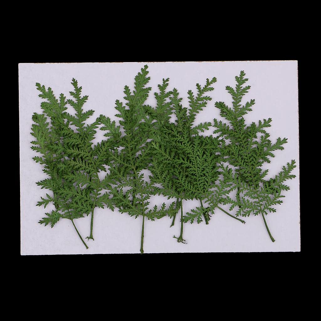 12 Pieces Natural Pressed Real Dried Flower Wormwood Leaf for Soap Candle Making Decoration Resin Casting DIY Home Ornament 8cm-image-46