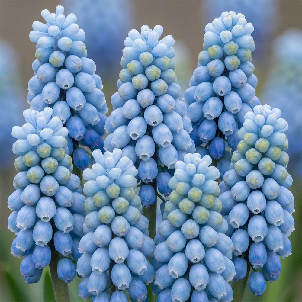 15 x Muscari Manon – Dark Blue Tinged Blooms – Spring Flowering Bulbs – Attracts Bees & Butterflies – Perennials – for Your Beautiful Garden