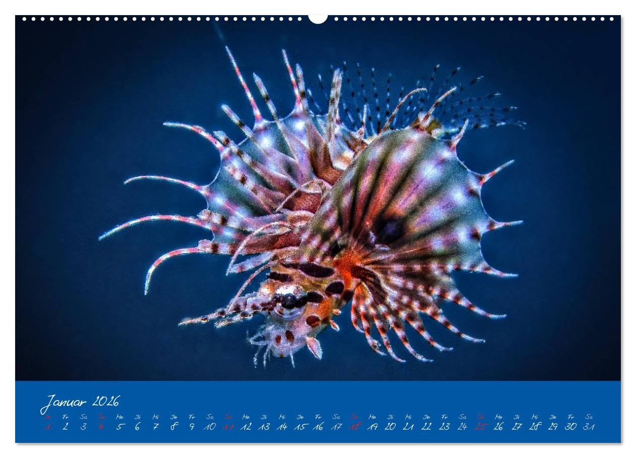 Meer sehen - Abenteuer Tauchen (Wandkalender 2026 DIN A2 quer), CALVENDO Monatskalender: Faszinierende Unterwasseraufnahmen von den Bewohnern tropischer Korallenriffe