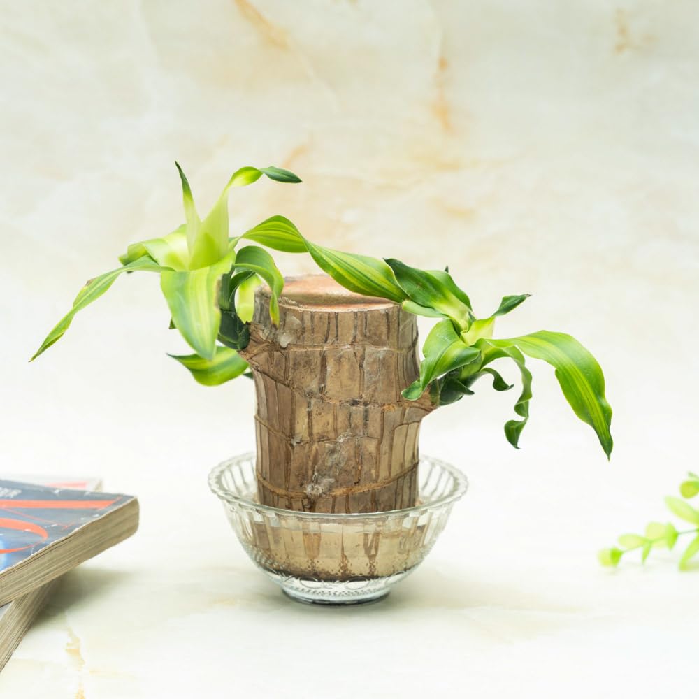 Treevayu Brazillian Wood Plant With Glass Bowl 3