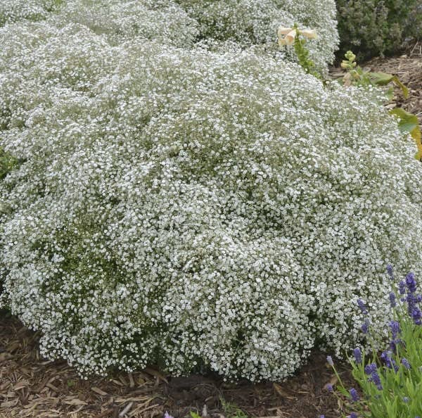 Amazon.com : Votaniki Gypsophila Summer Sparkles Bulbs