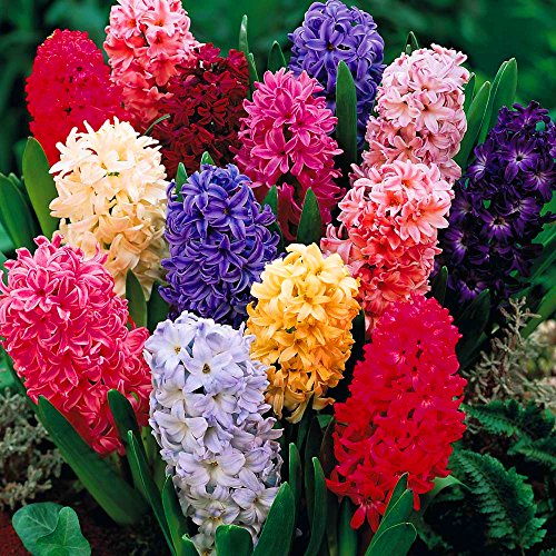 Gardeners Dream Hyazinthen Zwiebeln Frühblüher Mix (50 Stk.) - Hyacinthus 'Orientalis' Blumenzwiebeln Mehrjährig Winterhart - Weiß, Rosa, Blau & Hellblau Blumenzwiebeln Frühling Stauden Mix