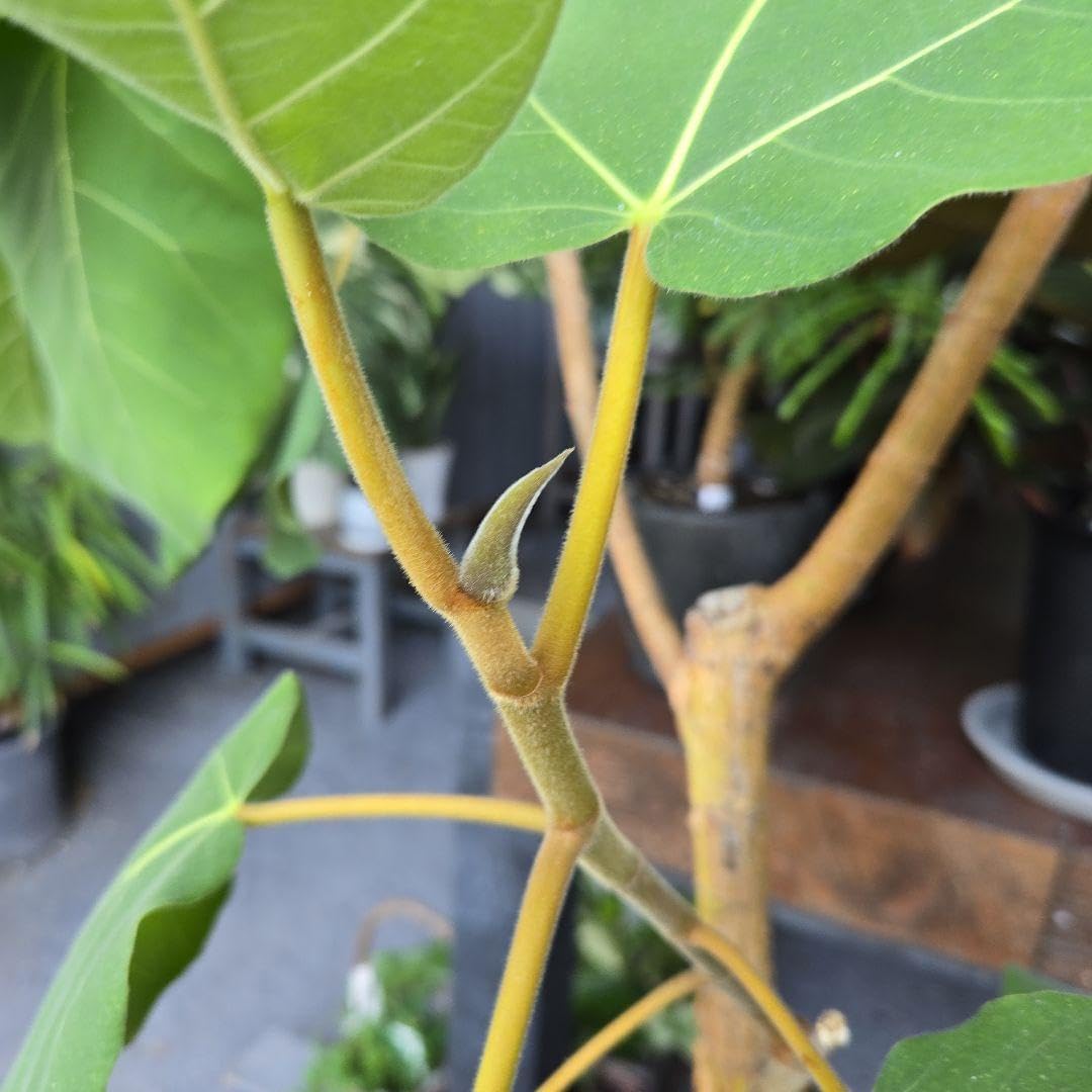 フィカス アウリクラタ エベレスト10号 特大苗木最高等級極上品極太 ②