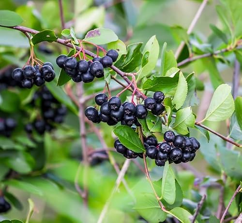 Black Chokeberry Live Plants – Aronia melanocarpa – 1 Year