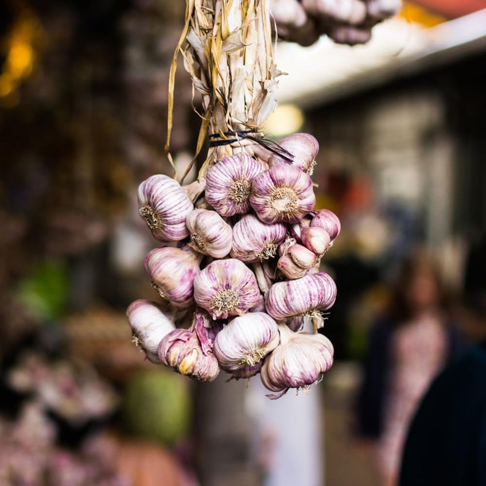 FLORTUS Winterknoblauch Germidour - 3 Stück Zertifizierte Steckzwiebeln Aus Frankreich