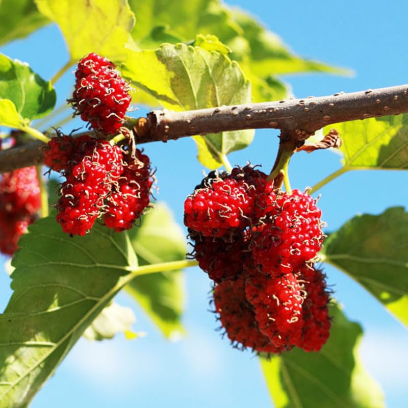 Red Mulberry ELLA'S HOMES